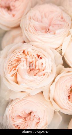 Fiori per bouquet nuziale - David Austin Roses colore beige Foto Stock