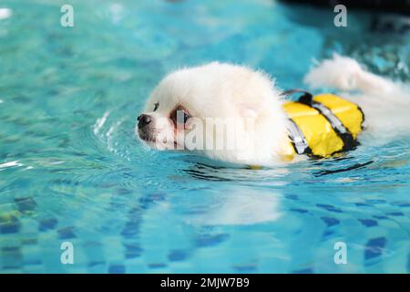 Pomeranian indossa un giubbotto salvagente e nuota in piscina. Nuoto con i cani. Cane soffice sorridente. Foto Stock