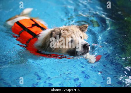 Il cane Bangkaew tailandese indossa un giubbotto salvagente e nuota in piscina. Nuoto con i cani. Foto Stock