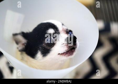 Chihuahua indossando un collare elisabettiano protettivo dopo un intervento chirurgico all'occhio sinistro. Cane ferito agli occhi. Foto Stock