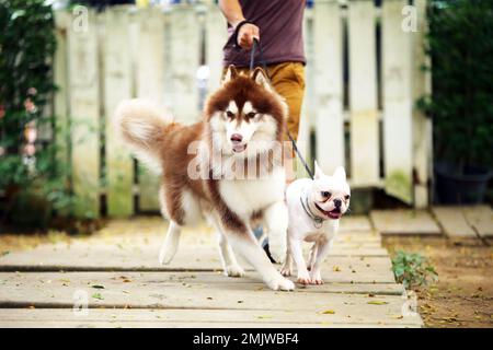 Husky siberiano e Bulldog francese camminano al guinzaglio con loro proprietario al parco. Uomo che maneggia i cani camminando insieme. Foto Stock