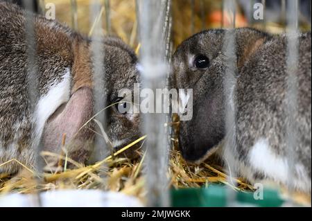 Kassel, Germania. 28th Jan, 2023. Due arieti nani selvatici si annientano tra loro attraverso le sbarre delle loro gabbie al Federal Rabbit Show. Circa 1500 allevatori con più di 9000 dei coccolati amici a quattro zampe sono iscritti al 35th° Salone Federale dei conigli Pedigree di Kassel. Circa 100.000 persone in tutto il paese sono organizzate in un club di allevamento di coniglio. Credit: Uwe Zucchi/dpa/Alamy Live News Foto Stock