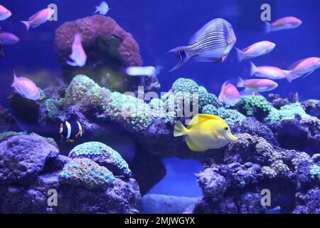 Diversi pesci tropicali nuotano nell'acqua dell'acquario Foto Stock