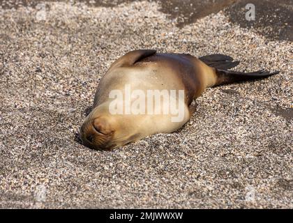 Un leone di mare che dorme sulla spiaggia sull'isola di Santiago (Isla Santiago) nelle Galapagos, Ecuador. Foto Stock