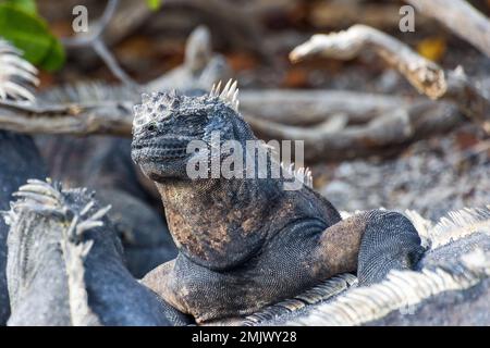 Un iguana marina si crogiola al sole sull'isola di Fernandina (Isla Fernandina), nelle Galapagos, Ecuador. Foto Stock