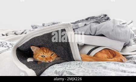 Carino zenzero gatto dorme a letto. Soffici pelli di animali domestici sotto un mucchio di coperte. L'animale domestico sta provando a mantenere caldo. Foto Stock