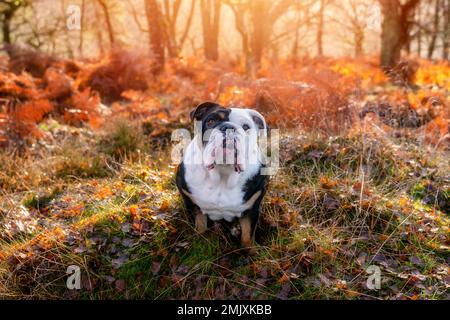 Nero tricolore divertente inglese britannico Bulldog Dog out per una passeggiata guardando in su seduto in erba nella foresta in autunno giorno di sole al tramonto Foto Stock