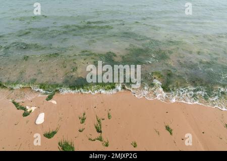 Erbacce verdi crescita eccessiva sulla Bretagna Costa francese Foto Stock