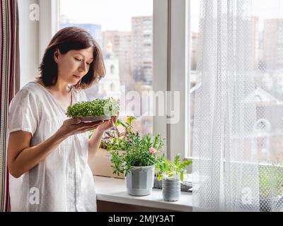 La donna si prende cura di piante e microgreens domestici sul davanzale. Coltivazione di basilico organico commestibile, rucola, microgredo di cavolo per una sana alimentazione. Foto Stock