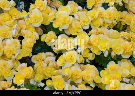 Foglia d'uva giallo fiori di begonia, nome botanico Grapeleaf Begonia reniformis Foto Stock