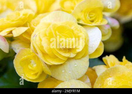 Primo piano uva foglia giallo fiori di begonia, Grapeleaf Begonia reniformis, fuoco selettivo Foto Stock