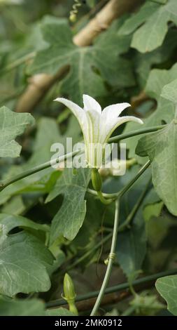 Bei fiori bianchi di Coccinia grandis anche conosciuto come edera, zucca piccola o scarlatta, rashmato ecc È un vegetale commestibile negli stati indiani. Foto Stock