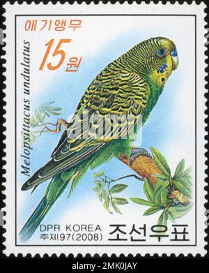 2008 francobollo nordcoreano con un budgerigar (Melopsittacus undulatus) appollaiato su un ramo. DPR Corea filatelia. Foto Stock