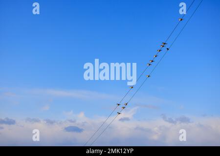 I passeri si trovano sui cavi elettrici con il cielo blu e le nuvole bianche sullo sfondo Foto Stock