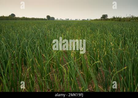 Cipolle fattorie, da qualche parte in Maharashtra, India Foto Stock