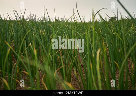 Cipolle fattorie, da qualche parte in Maharashtra, India Foto Stock