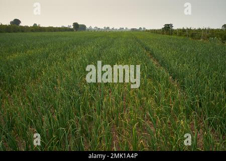 Cipolle fattorie, da qualche parte in Maharashtra, India Foto Stock