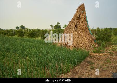 Un mucchio di fieno nel mezzo di un allevamento di cipolle. Foto Stock