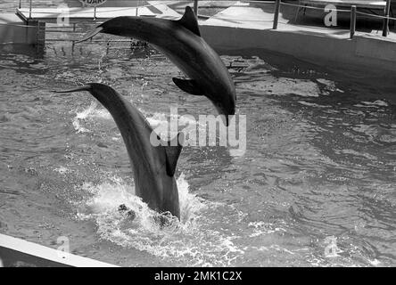 Miami Seaquarium, Virginia Key, Biscayne Bay, South Florida, Stati Uniti, 1972 Foto Stock