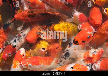 Primo piano molti pesci rossi colorati Koi nuotano in acqua stagno. Pesce ornamentale giapponese Foto Stock