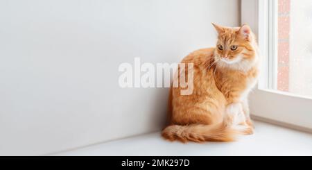 Curioso gatto zenzero è situato sul davanzale della finestra e in attesa di qualcosa. Soffice animale domestico a casa mentre la neve cade all'esterno. Banner invernale con spazio copia Foto Stock