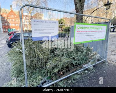 Gli alberi di Natale usati intorno al centro di Londra vengono scartati sulle strade e nei punti di raccolta. Immagine scattata il 2nd Gen 2022. © Belinda Jiao jiao.bilin@ Foto Stock