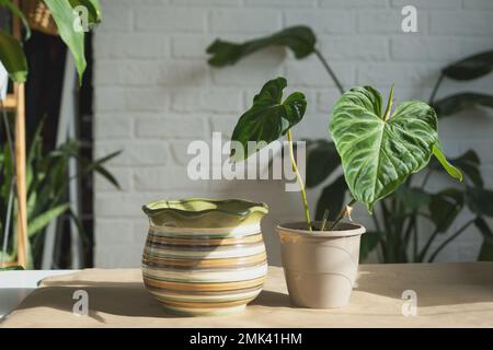 Trapiantando una pianta di casa Philodendron verrucosum in un nuovo vaso più grande in casa interna. Cura per una pianta in vaso, mani primo piano Foto Stock