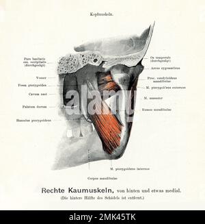 Illustrazione vintage dei muscoli della vista mastici back-mediale, con descrizioni anatomiche tedesche Foto Stock