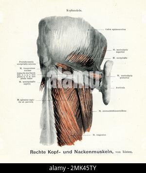 Illustrazione vintage della muscolatura del collo e della testa dalla parte posteriore destra, con descrizioni anatomiche tedesche Foto Stock