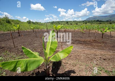 Giovane vivaio di Banana Tree in Africa, che mostra la crescita e il potenziale della coltura di base della regione Foto Stock