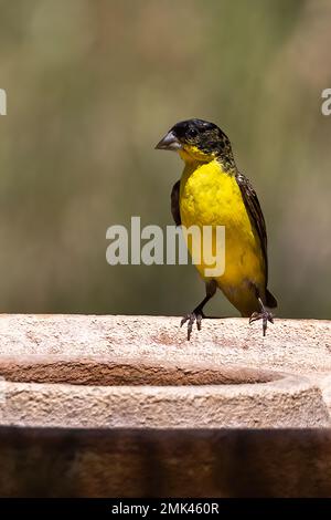 Minore Goldfinch sul bagno degli uccelli Foto Stock