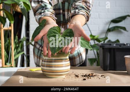 Trapiantando una pianta di casa Philodendron verrucosum in un nuovo vaso più grande in casa interna. Cura per una pianta in vaso, mani primo piano Foto Stock