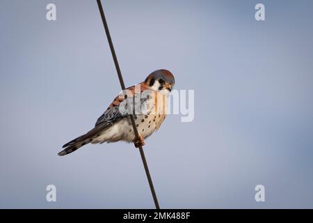 Kestrel americano che poggia su un filo Foto Stock