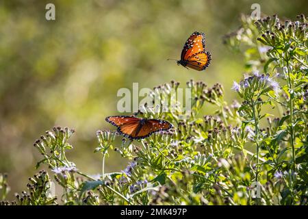 Farfalle regina volare Foto Stock