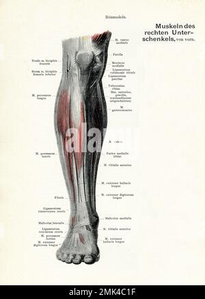 Illustrazione vintage della muscolatura anatomica della vista frontale della gamba inferiore, con descrizioni anatomiche tedesche Foto Stock