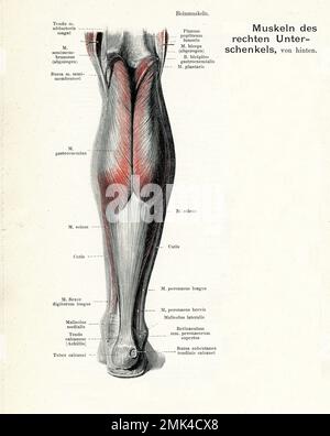 Illustrazione vintage della muscolatura anatomica della vista posteriore della gamba inferiore, con descrizioni anatomiche tedesche Foto Stock