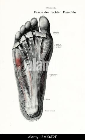 Illustrazione vintage dell'anatomia fasce della suola destra del piede, con descrizioni anatomiche tedesche Foto Stock