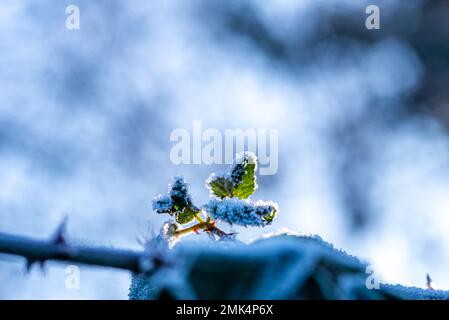 Foglie piccole su un ramo con brina e cristalli di ghiaccio su uno sfondo sfocato Foto Stock