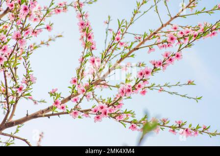 Fiori di pesco durante il periodo primaverile. Fioritura di rami di pesca Foto Stock