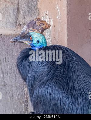 Un ritratto di Cassowary del sud nella stanza Foto Stock