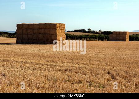 Balle di paglia impilate in un campo asciutto vicino a East Quantoxhead, durante la siccità del 2022 agosto, Regno Unito Foto Stock