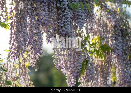 Vista ravvicinata di splendidi fiori di glicine viola appesi a un trellis in un giardino con luce solare che splende dall'alto attraverso i rami su A. Foto Stock