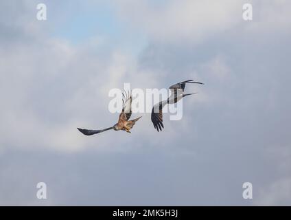 Primo piano di un paio di coloratissimi Red Kite (Milvus milvus) che interagiscono tra loro . Preso contro le nuvole e il cielo blu . Suffolk, Regno Unito Foto Stock