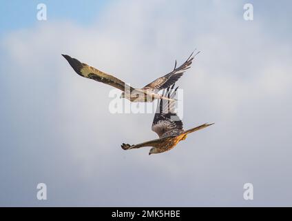 Primo piano di un paio di coloratissimi Red Kite (Milvus milvus) che interagiscono tra loro . Preso contro le nuvole e il cielo blu . Suffolk, Regno Unito Foto Stock