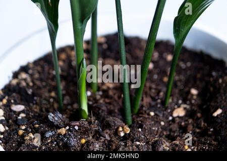 Un nuovo germoglio di primo piano dell'aspidistra. Una pianta di casa con foglie rigide e crescendo dalla terra. Foto Stock