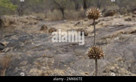 Il primo piano dei frutti secchi di Leonotis nepetifolia appartiene alla famiglia delle Lamiaceae o della zecca anche nota come Klipp Dagga, Ear Lions, ecc. Foto Stock