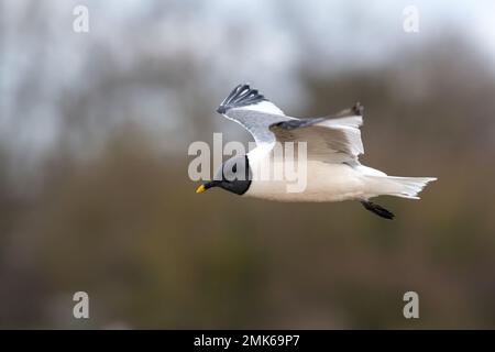 Gabbiano di Sabine (Xema sabini), uccello adulto in piumaggio completo, una rarità alla riserva naturale di Southmoor, Langstone Harbour, Hampshire, Inghilterra, Regno Unito Foto Stock