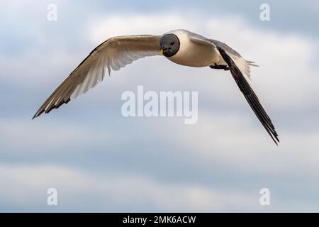 Gabbiano di Sabine (Xema sabini), uccello adulto in piumaggio completo, una rarità alla riserva naturale di Southmoor, Langstone Harbour, Hampshire, Inghilterra, Regno Unito Foto Stock