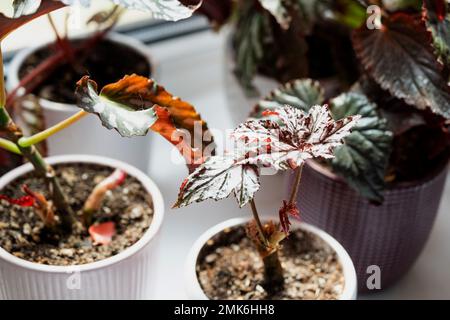 Home vaso pianta begonia decorativo deciduo all'interno della casa