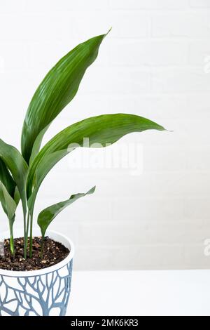 Un nuovo germoglio di primo piano dell'aspidistra. Una pianta di casa con foglie rigide e crescendo dalla terra. Foto Stock